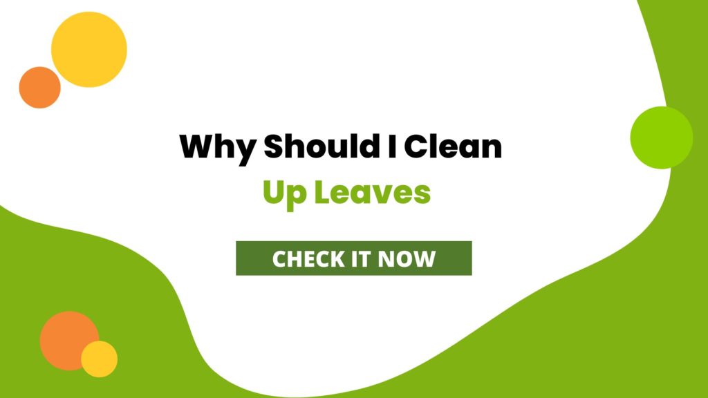 Why Should I Clean Up Leaves