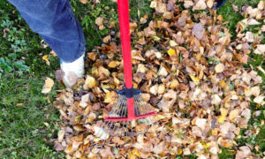 cleaning up leaves from garden