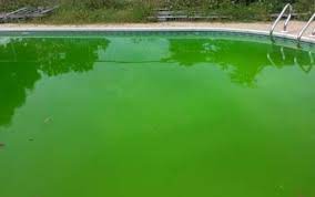 green pool