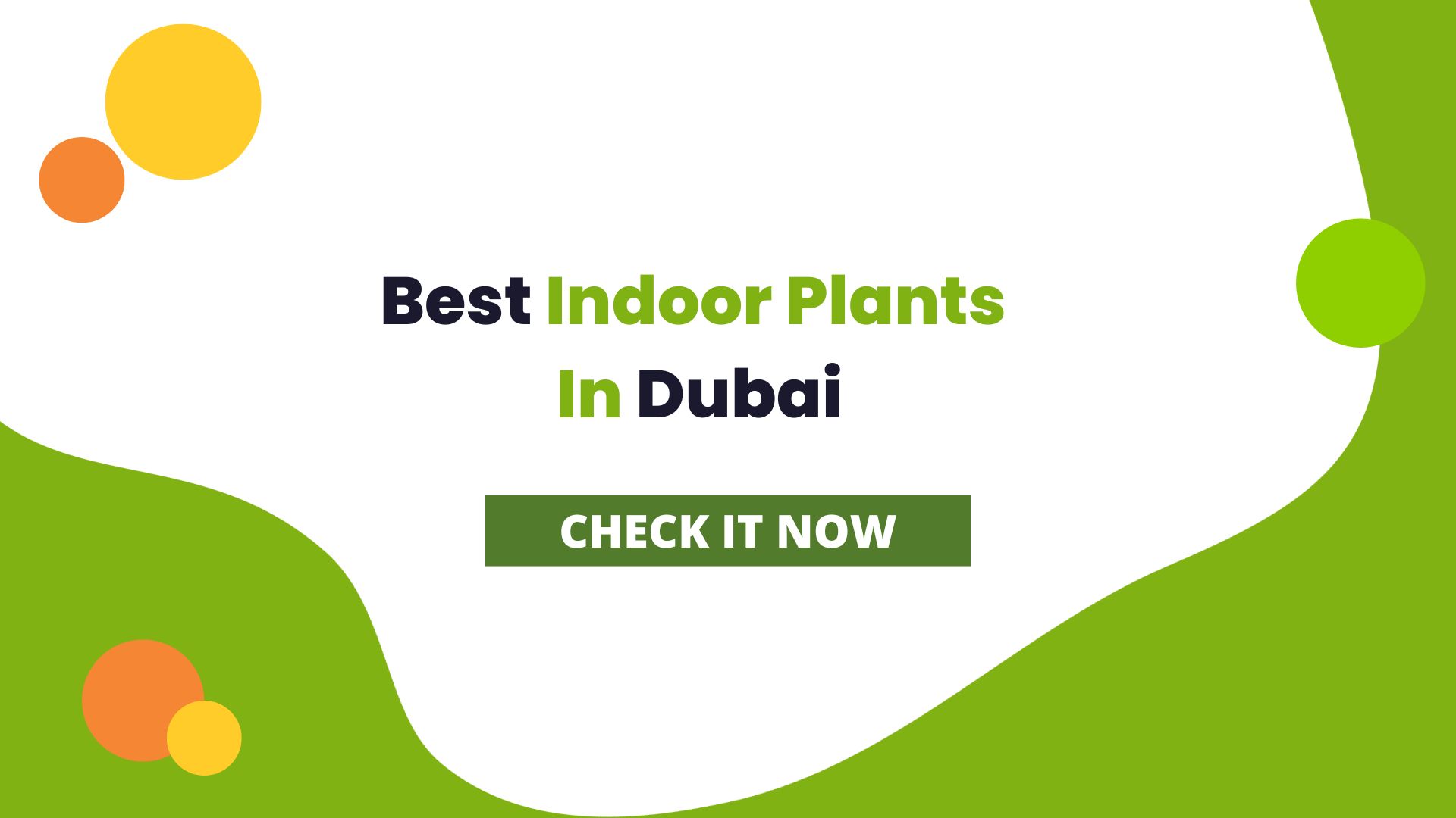 Discover Best Indoor Plants in Dubai For Homes and Offices